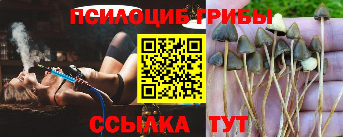 Псилоцибиновые грибы Psilocybine cubensis Великие Луки